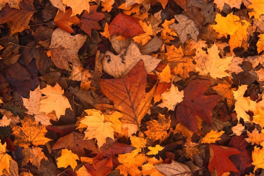 Routine santé d’automne : boostez votre forme pour affronter l’hiver !