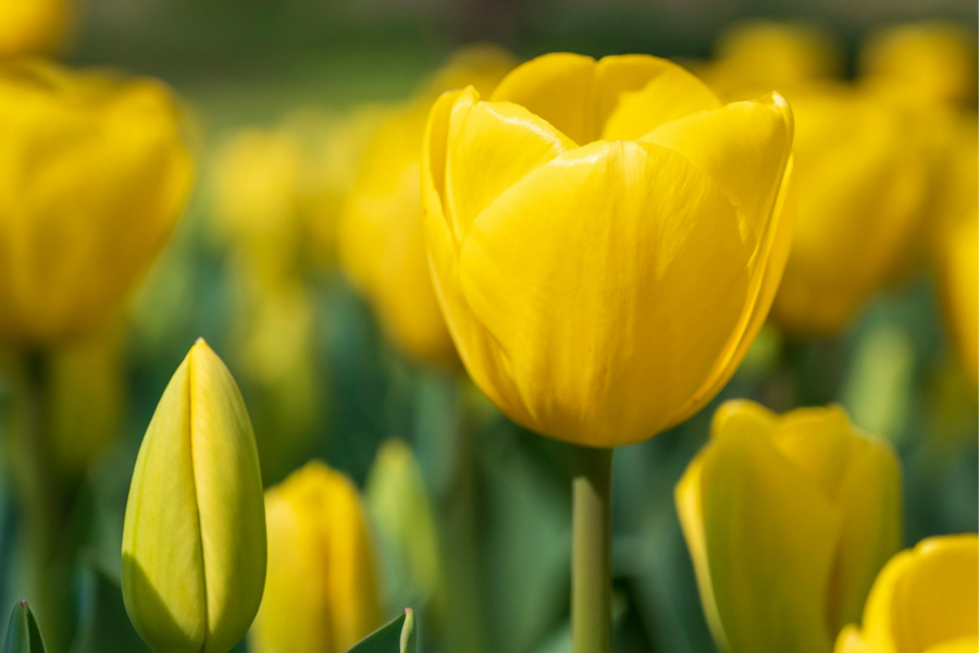 Routine détox printemps : comment relancer ton énergie avant l’été
